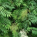 Sorbaria tomentosa P1E